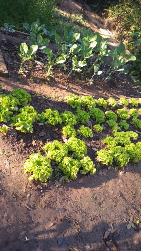 Clinica de tratamento para dependentes quimicos e alcoolismo - projeto liberdade