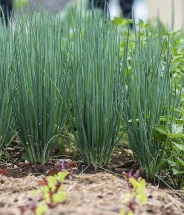 Clinica de tratamento para dependentes quimicos e alcoolismo - projeto liberdade