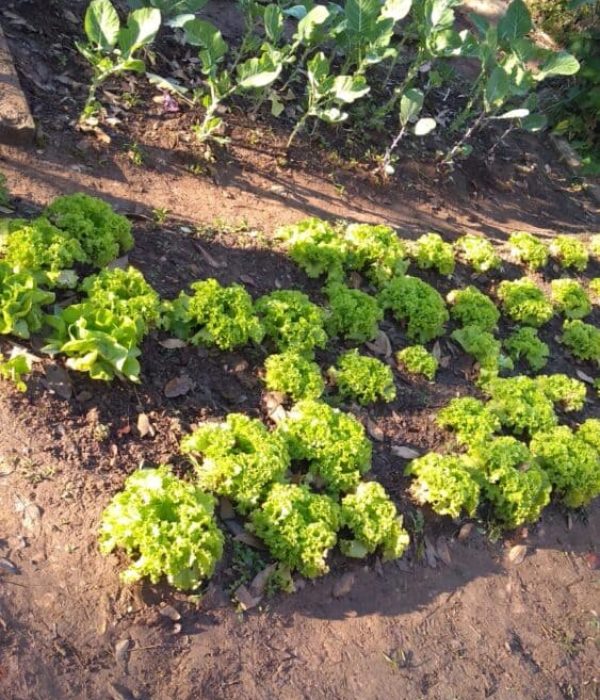 Clinica de tratamento para dependentes quimicos e alcoolismo - projeto liberdade